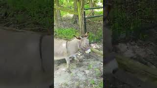 The Donkey vs the Mule 🤣 mcgtv mcgtube farmhouseadventures homesteading [upl. by Artenehs]