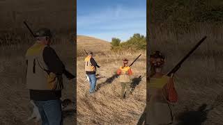 Birds moving pheasanthunting pointer pheasants hunting huntingdog birdhunt birddog gsp [upl. by Elleina]