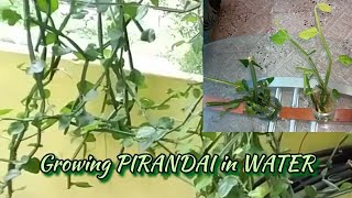 Easy way of Growing pirandai  பிரண்டை Adamant Creeper in Water Kitchen Gardening [upl. by Nailil]