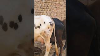 21000 में खरीदो थारपारकर गाय ✅ ट्रांसपोर्ट फ्री 🎉 sahiwal rathi tharparkar jersey hf cow top [upl. by Ennylhsa]