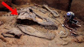 Most AMAZING Fossil Discoveries Ever [upl. by Dodd384]