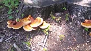 How to Identify and harvest Lingzhi or or reishi mushroom Ganoderma lucidum [upl. by Auhsaj216]