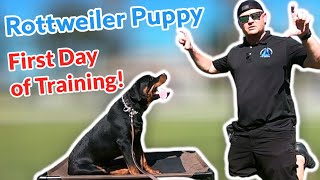 Rottweiler Puppy Day 1 of Training only 6 months old [upl. by Aicissej]