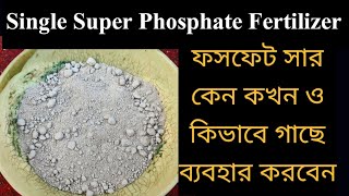 Single super phosphate fertilizer ।। ফসফেট সার ব্যবহার পদ্ধতি ।। Phosphorus fertilizer ।। SSP [upl. by Eilac93]