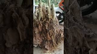 BONSAI Mentaos JOSS Hunting Bersama Pendongkel Dawuhan Kademangan Bonsai viral shorts trending [upl. by Staci576]