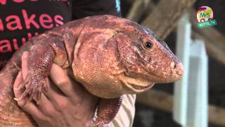 ReptilTV  Folge 25  Unsere Top Five Reptilien [upl. by Asert]