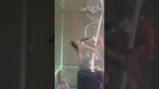 Gave snails to fish shop viralvideo aquarium fishhobbyist bangalore tamil [upl. by Georgianne]