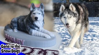 Oakley the Husky Pet Memorial from Cuddle Clones [upl. by Fiden]