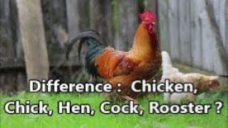 What is Chicken Chick Hen  Cock Rooster etc [upl. by Arat]