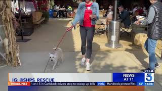 Pups Pinot amp Pizza Fundraiser KTLA 11pm [upl. by Giesser]