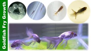 In 5 minutes Watch Goldfish Grow from Birth to 4 Months Blue Egg Phoenix 👉 [upl. by Aray]