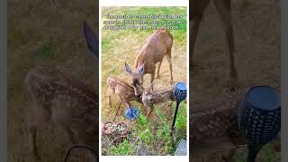 Man rescues baby deer and earns a lifelong friend wholesome animal ￼ [upl. by Eimam]