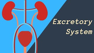 Excretory System  Kidneys Skin and Lungs eliminating waste [upl. by Sheridan]