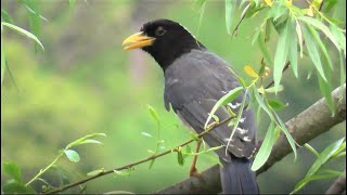 Call of Yellowbilled Blue Magpie [upl. by Grimaldi]