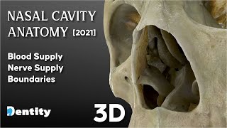 Nasal Cavity Anatomy شرح [upl. by Anisamot]