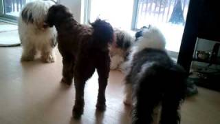 Old English Sheepdog  Fun  home [upl. by Edialeda]