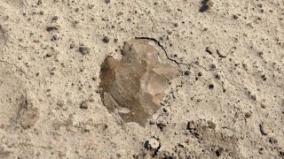 When the creeks dry up hit the fields  Arrowhead Hunting Missouri [upl. by Foscalina585]