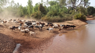 Une piste de transhumance intercommunale pour concilier agriculture et pastoralisme [upl. by Naihs]