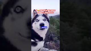 La 😂REACCIÓN de mis perros cuando hago el ciervo 🤪😂 [upl. by Goldie]