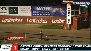 Greyhounds Finish In Numerical Order At Nowra [upl. by Trevah]