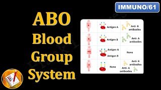 ABO Blood Group System FLImmuno61 [upl. by Atiuqehs]