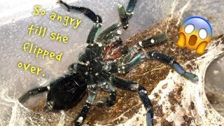 WATERING my TARANTULAS quotPart 3quot [upl. by Hoseia94]