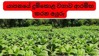 යාපනයේ දුම්කොළ වගාව ආරම්භ කරන අයුරු  How to cultivate Tobaccos in Jaffna  tobacco Tharaka [upl. by Lennaj]