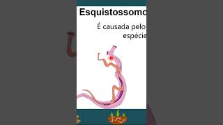 Esquistossomose PARTE 01 biology parasite vermes [upl. by Sida]