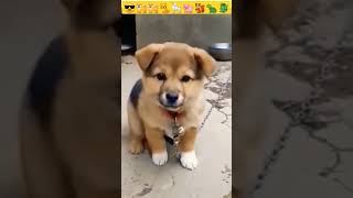 Dog sounds  Puppy Voice  Chote pille ki awaj 😍😍😎 shorts viral dog puppy babydog shortvideo [upl. by Ahsatak]