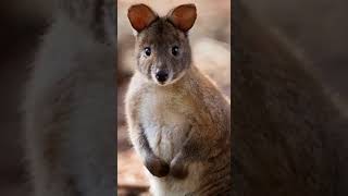 Dramatic Pademelon [upl. by Ferrand905]