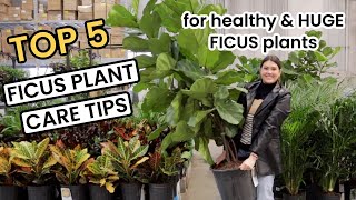 TOP 5 FICUS PLANT CARE TIPS  How To Ficus Shop Repot Light Water amp Fertilize Houseplant Care 101 [upl. by Gnivri]