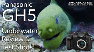 Panasonic GH5 Underwater Review 2018  Test Footage [upl. by Parshall526]