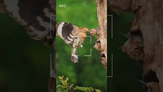 Indian katwari baby bird family sound 🐦birds wildlife indian animals  birdslover birdnaturo [upl. by Uri]