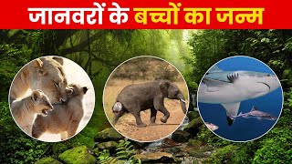 👇🏻जानवर बच्चों को कैसे जन्म देते हैं  देख हैरान हो जायेंगे आप  How do animals give birth [upl. by Georgianne556]