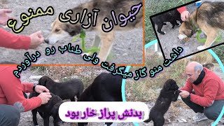 ولاگ روزانه غذا رسانی و حمایت از حیوانات بی پناه در جاده🦮🐕🦮🐕🦮 [upl. by Licna]