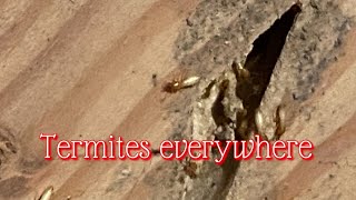 DIY termite treatment for active termites [upl. by Ymaj]