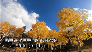 101624 Beaver Ranch DGC Silver Baskets Full Round 9 [upl. by Worlock]