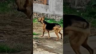 The dog is barking how to stop a dog from barking [upl. by Neelhtakyram]