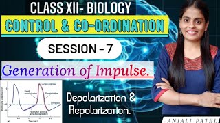 Class XII Biology  Control and Coordination  Depolarization and Repolarization of impulse [upl. by Notslah]