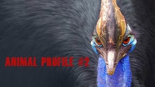 Cassowary  Animal Profile [upl. by Tricia]