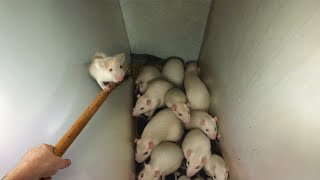 huge RATS broke into my home [upl. by Carn]