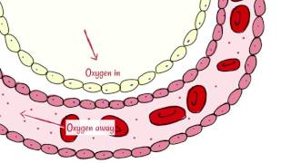 Alveoli Gas Exchange [upl. by Dnomad]