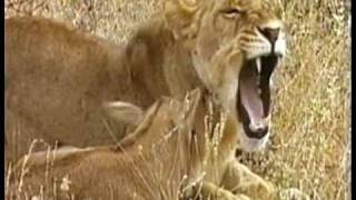 MUST WATCH A Lioness Adopts a baby antelope A short documentary that will open your eyes [upl. by Ettenej]