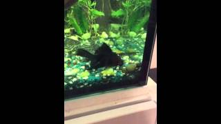 Black Moor Goldfish Eyes Fell off why [upl. by Zarla]