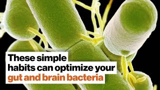 How to optimize your gut and brain bacteria  Dave Asprey  Big Think [upl. by Landau629]