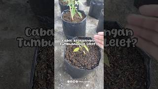 Zpt atonik membantu merangsang pertumbuhan akar dan daun 🌱 tips berkebun tutorial [upl. by Rihana769]