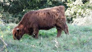 Highland cattle seen  Hochlandrind gesehen [upl. by Adnol555]