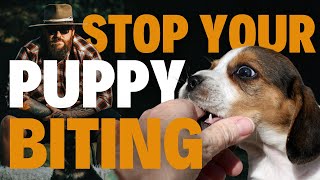 How To Stop Puppy Biting On Day 1 [upl. by Palermo]