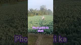 Gobhi ka khet kaisa hota Hai dekho [upl. by Thatch]