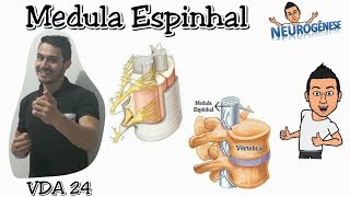 Medula Espinhal  Vídeo Aula 24 [upl. by Telfore]